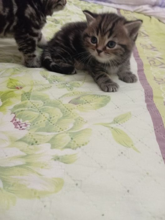 Продаются шотландские котята