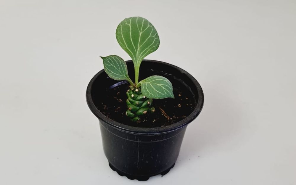 Комнатные цветы, цветы