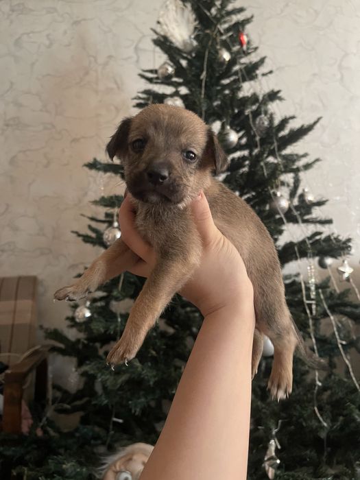 отдаем щенков даром