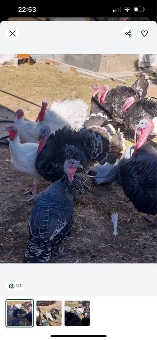 Юндюки самцы азиатские