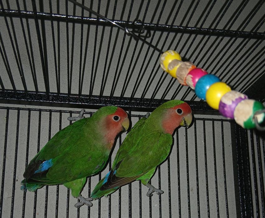 Agapornis  pereche matura reproducatoare