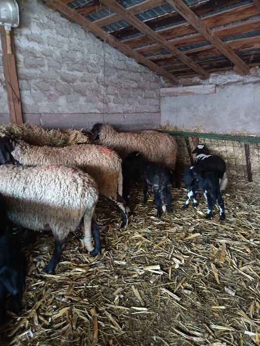 Vând oi cu miei tinere