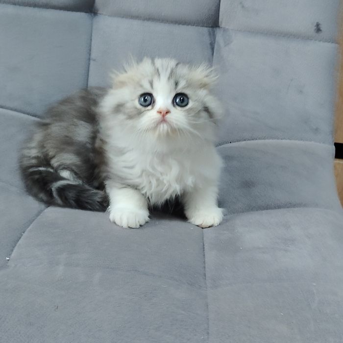 Котята Бикалоры Алматы
