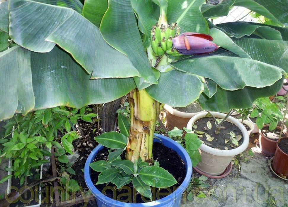 Комнатный банан фото Комнатный банан фото