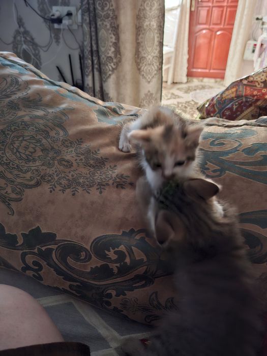 Отдам котят в хорошие добрые руки