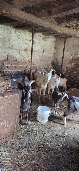 40 броя кози за продан
