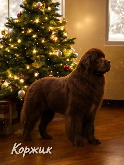 Щенки Ньюфаундленда