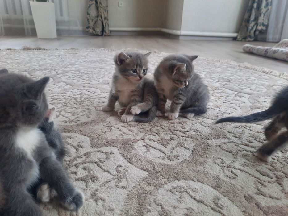 Котята в добрые руки!