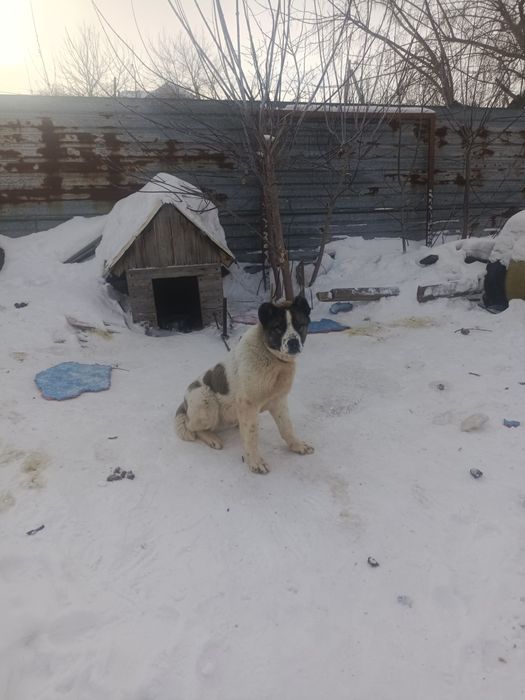 Сегіз айлық күшік сатылады