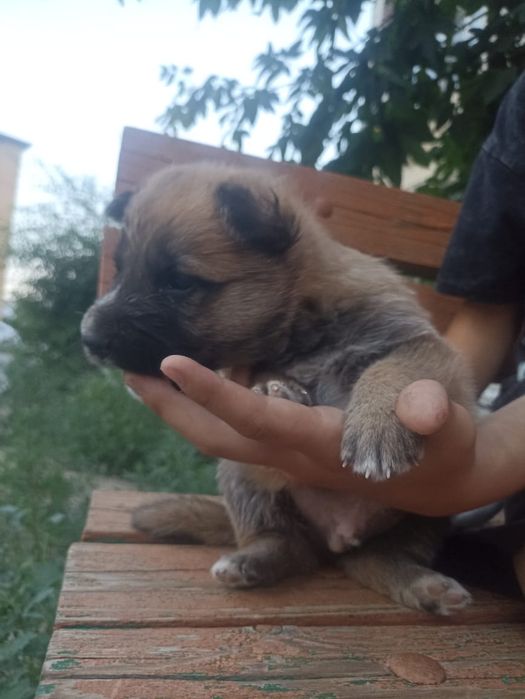 Щенок мальчик ищет дом