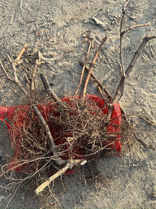 Виноград, сорт,,Шайн мускат,,