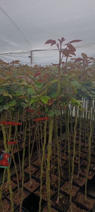 Vând laur englezesc 70-90 cm., trandafiri copac, pomii fructiferi etc., telefon 07539696477