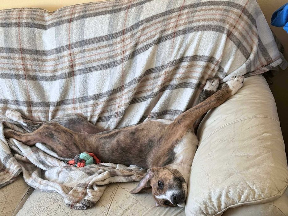 Женско куче на 5 месеца. МОЛЯ ПРОЧЕТЕТЕ ОПИСАНИЕТО!!!