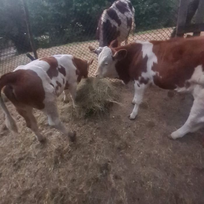 De vânzare tinuti in conditii bune