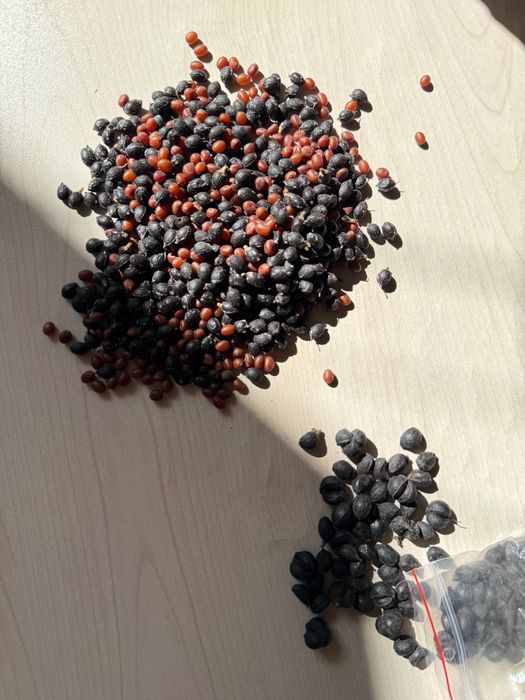 Продавам семена за палми