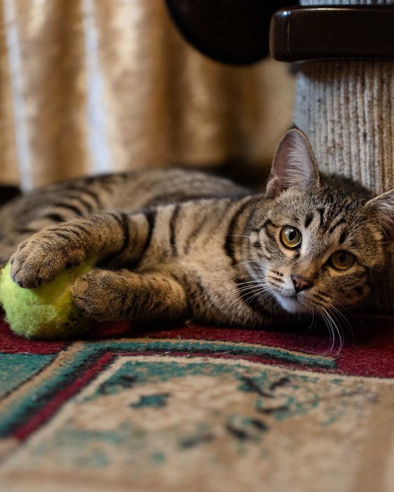 Котёнок мальчик 7 месяцев.