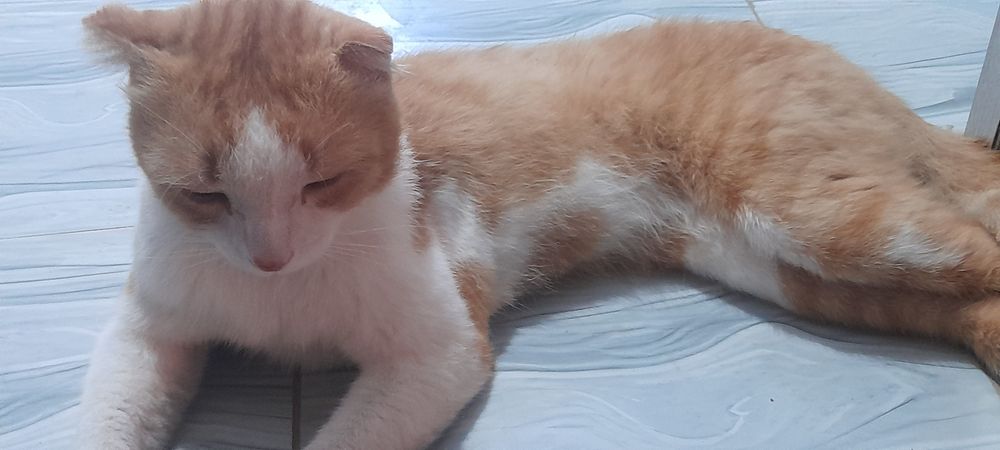 Шотландский выслоухый кыз пышык 1 жыл болган тез арада сатылады