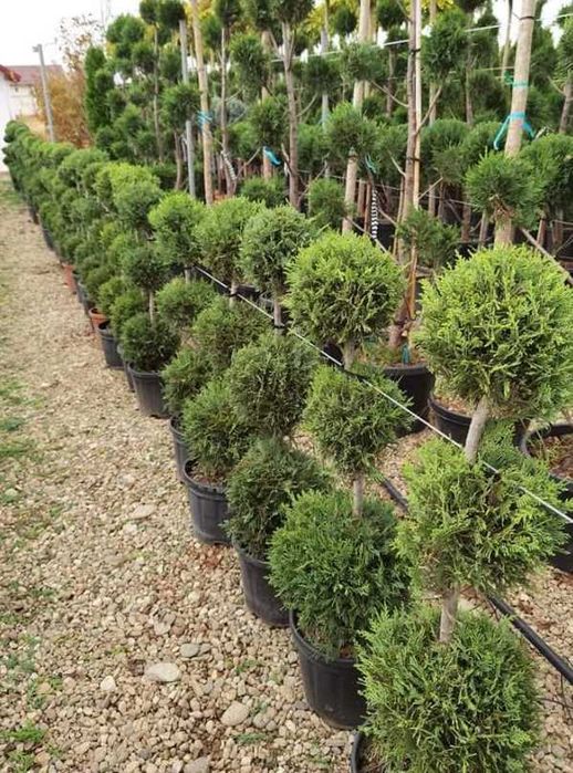 Plante Ornamentale Aclimatizate – Verifici Marfa și Montăm