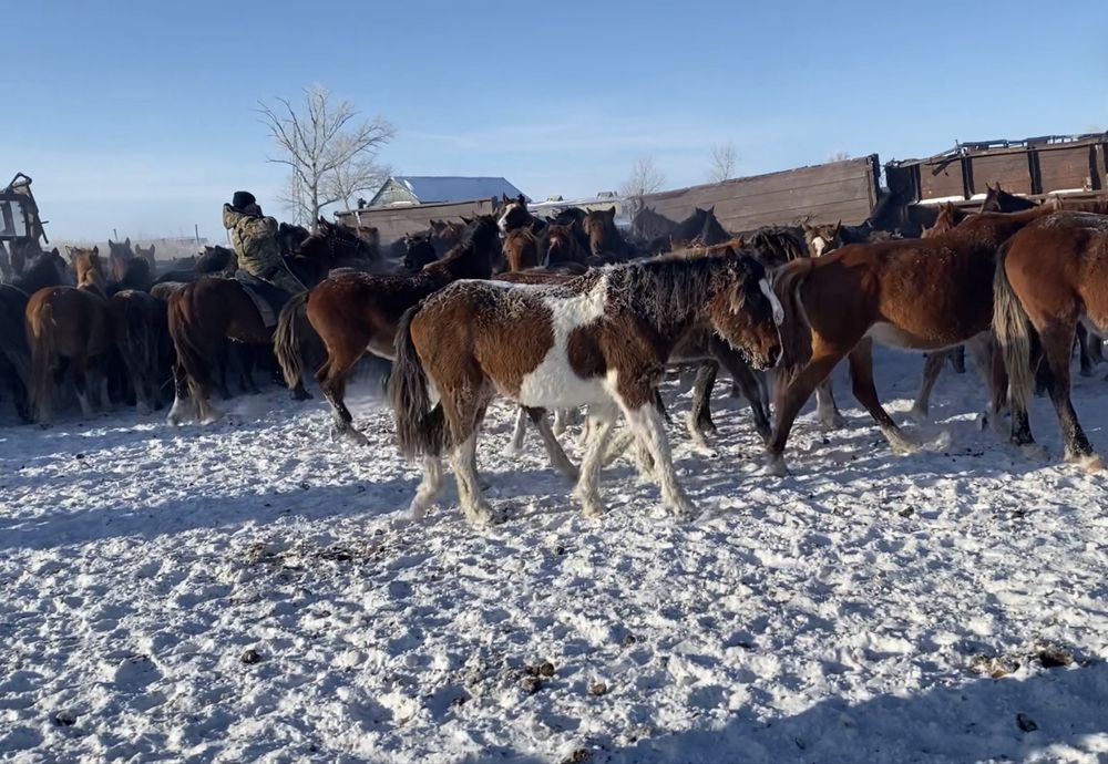 Продам кобылу 2 года