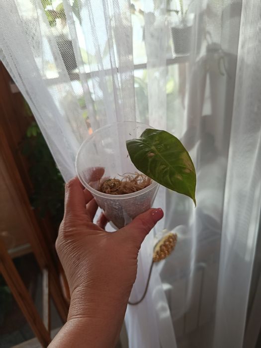 Продам комнатные цветы