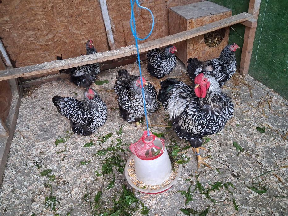 Wyandotte argintiu ouă incubat