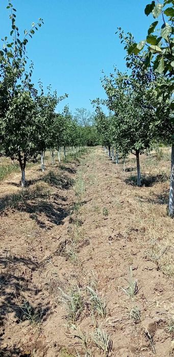 Teren intravilan Sasenii Noi