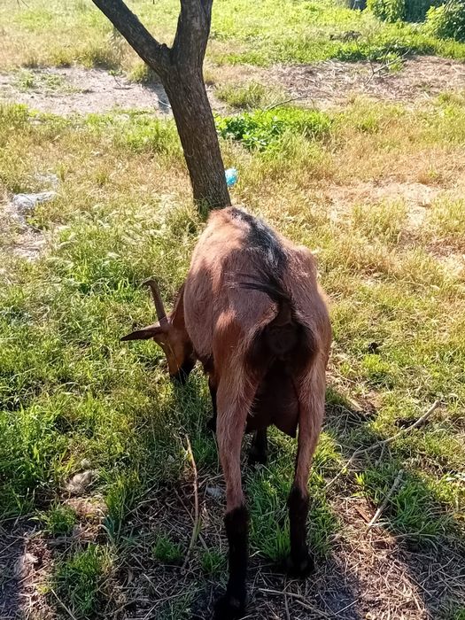 Animale de vanzare