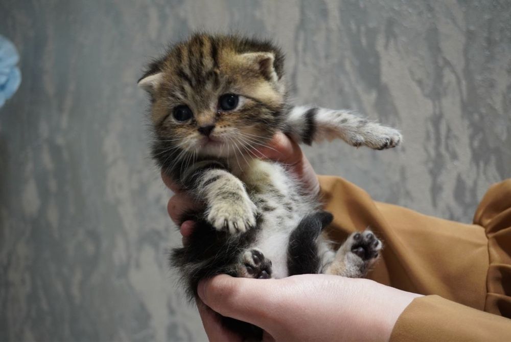 Пародистые плюшевые котята