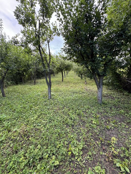 Teren de vanzare Piatra Neant