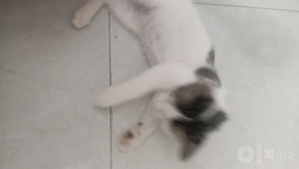 Котенок девочка 2 месяца