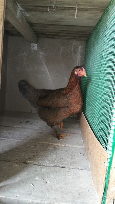 Қазақы брама аралас 
4тауы