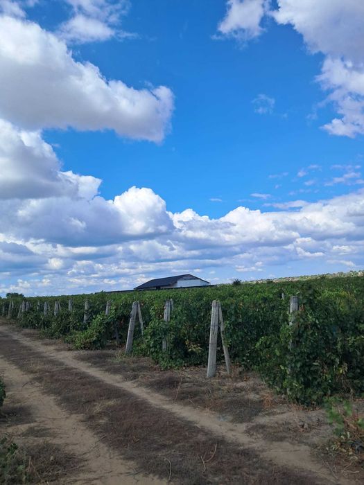 Vand Vie - Panciu VN - soiuri de vin si masa