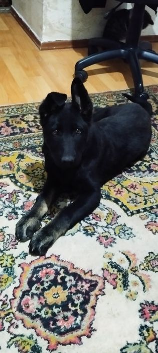 Продам.Немецкую овчаркау