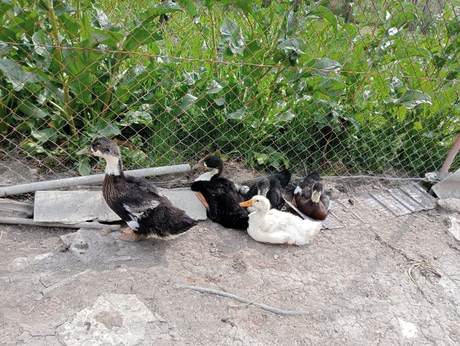 Rate de tara (romanesti)