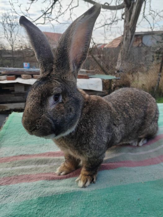 Iepuri uriasi gri german