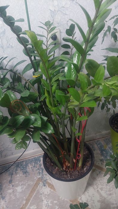 Цветы комнатные большие