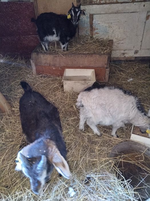 Продам козликов, козлят