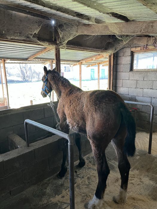 тай,жабагы, жеребчики