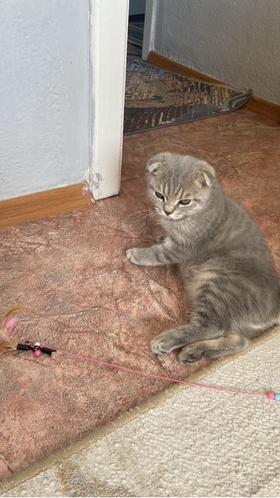 Кот отдам за шакаладку