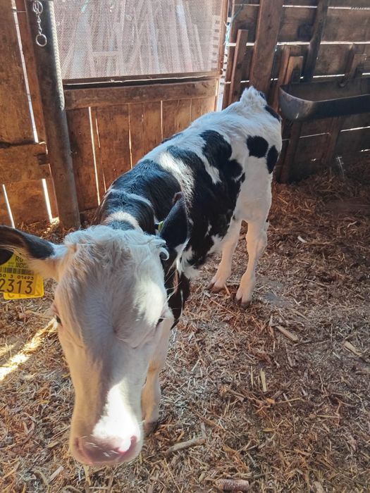 Vând un vițel sugar bălțată pe negru