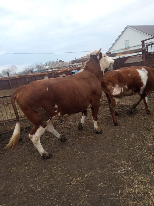 Племенной бык 3 года