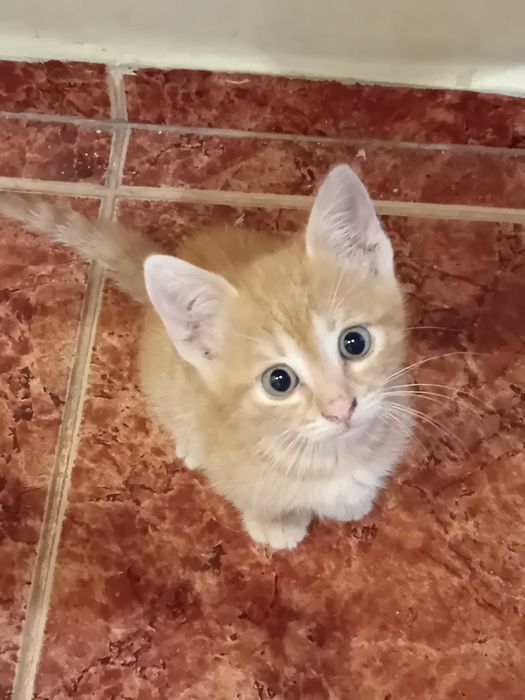 Подаряваме прекрасно рижо котенце