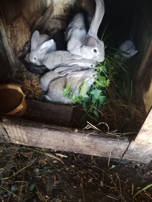 Крольчата подрощенные