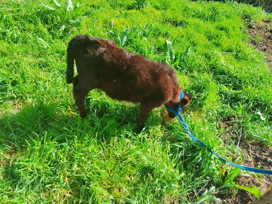 Ikkta ONa bola SIGIR SOTILADI bitasiki buqa ikkichisniki hunojin
