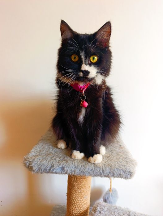 Котенок в добрые руки