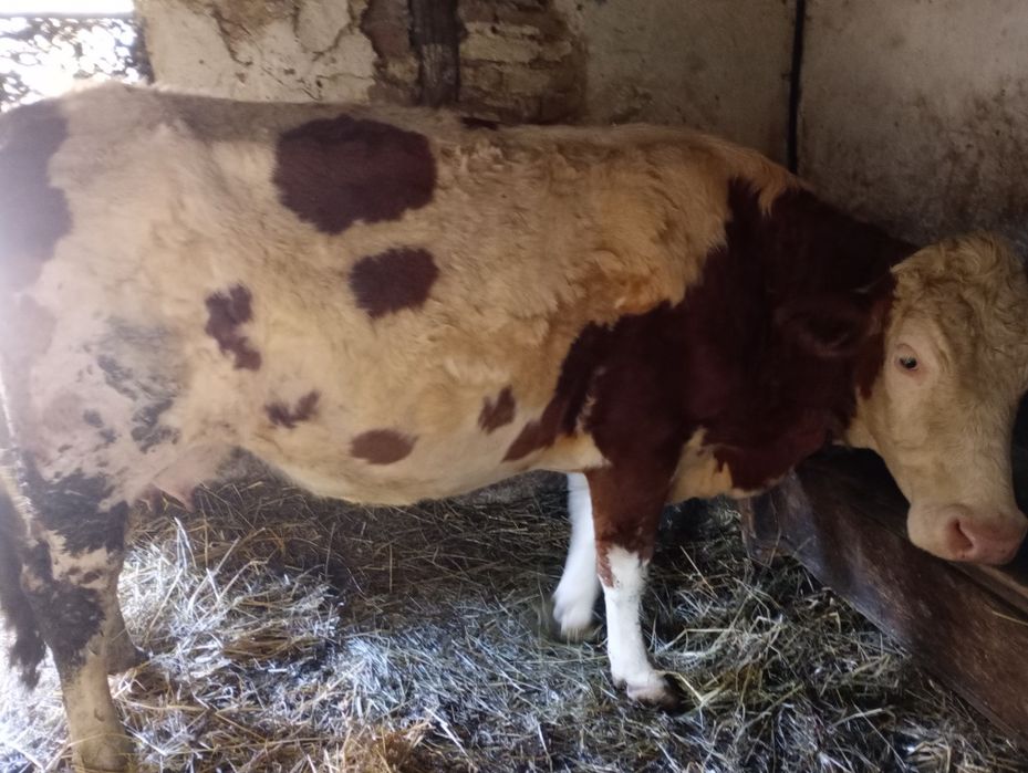 Vând vaca de trei ani