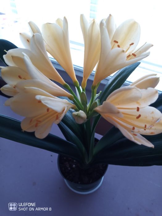 Продавам жълта кливия. Алое Arborescens и Алое Barbadensis