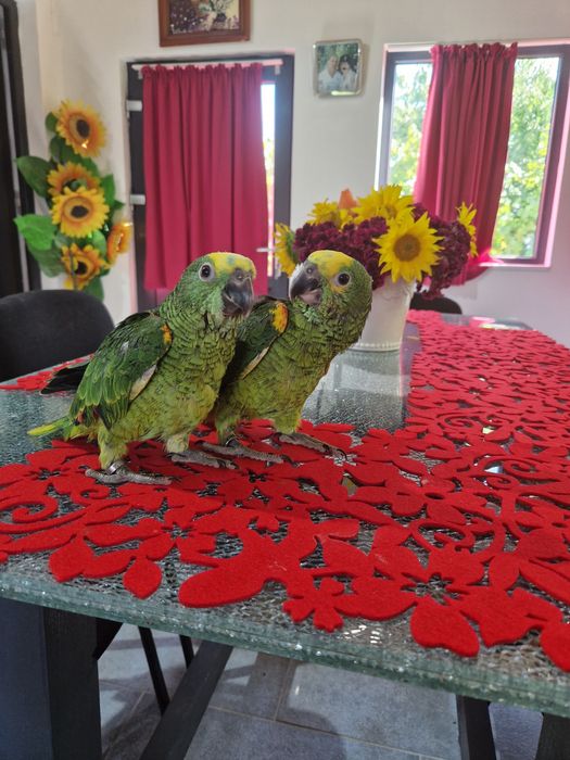 Papagali amazon fruntea albarsta , aestiva