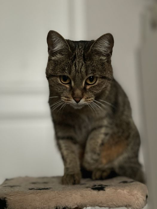 Кошечка ищет дом