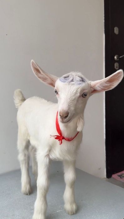 Продается Занен козлик